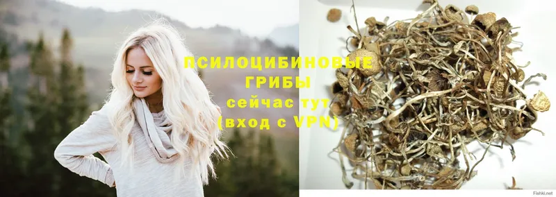 Псилоцибиновые грибы Magic Shrooms  Абинск 